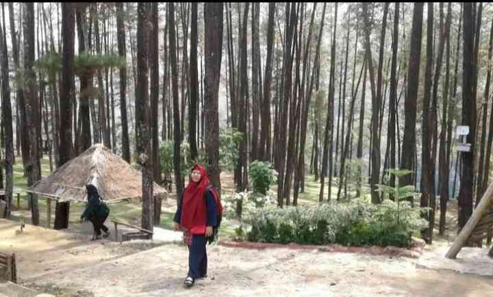 Hutan pinus nongko ijo, salah satu tempat wisata di Kabupaten Madiun (dokpri) 