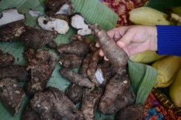 Umbi tanaman Mbote sebagai pangan lokal (KOMPAS/FERGANATA INDRA RIATMOKO)