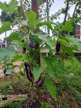 Terong ungu di pekarangan rumah.   (Sumber: Dokumentasi Pribadi/ Rinaldi Syahputra Rambe)
