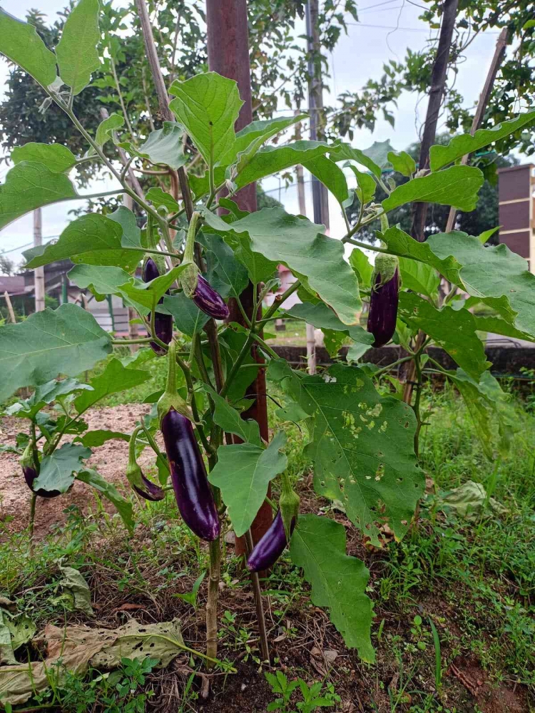 Terong ungu di pekarangan rumah. (Sumber: Dokumentasi Pribadi/ Rinaldi Syahputra Rambe)