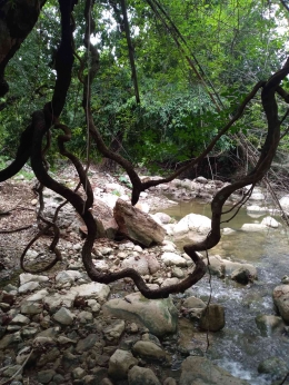 Air teap mengalir di dalam kawasan Oeleu, pohon-pohon tetap tumbuh dan hewan bisa mendapatkan air di sini (dok pri Greg Nafanu)