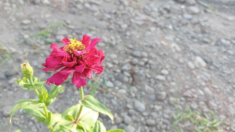 Bunga berwarna merah, sumber: dokpri