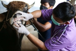 Dokter hewan memeriksa kesehatan hewan sapi di salah satu lokasi peternakan di Jakarta, Kamis (12/5/2022). (ANTARA FOTO/RIVAN AWAL LINGGA)