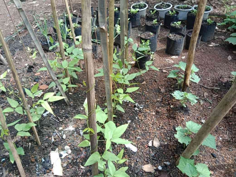 Kacang panjang kebun kolektif sayuran PKK dusun Bukit Jambi(dok foto: Ibu Suprapti)
