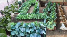 Bertanam sendiri di pekarangan memastikan tanaman lebih sehat-organik (dok foto: inspirasipertanian.com)