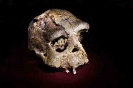 Fosil tengkorak yang terkenal diberi nama S17 (Sumber: kebudayaan.kemdikbud.go.id)