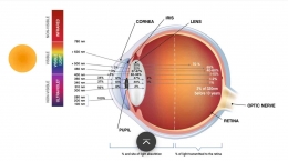 Ilustrasi spektrum cahaya & anatomi mata (Sumber: jurnal Blue Light Exposure: Ocular Hazards and Prevention - A Narrative Review)