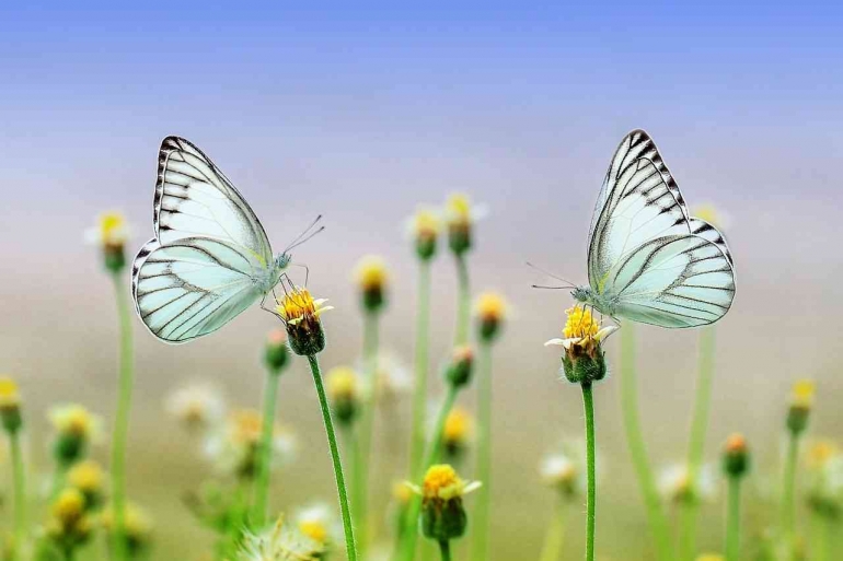 Ilustrasi dua pasang kupu kupu, Sumber : Pixabay.com