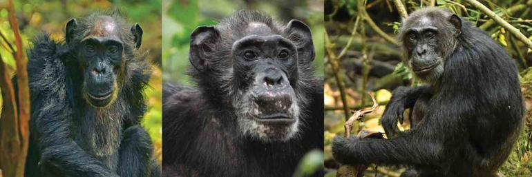 Simpanse betina ternyata juga mengalami menopause sebagaimana manusia. Photo: Science 