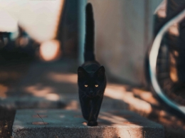 Sumber gambar: https://www.pexels.com/photo/black-cat-walking-on-road-1510543/