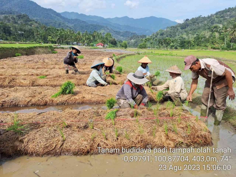 Penamaman padi di Mulsa Tanpa Olah Tanah, Sumatera Barat/dokpri