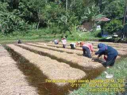 Perbandingan Mulsa Tanpa Olah tanah dan Konvesional, Sumatera Barat/dokpri