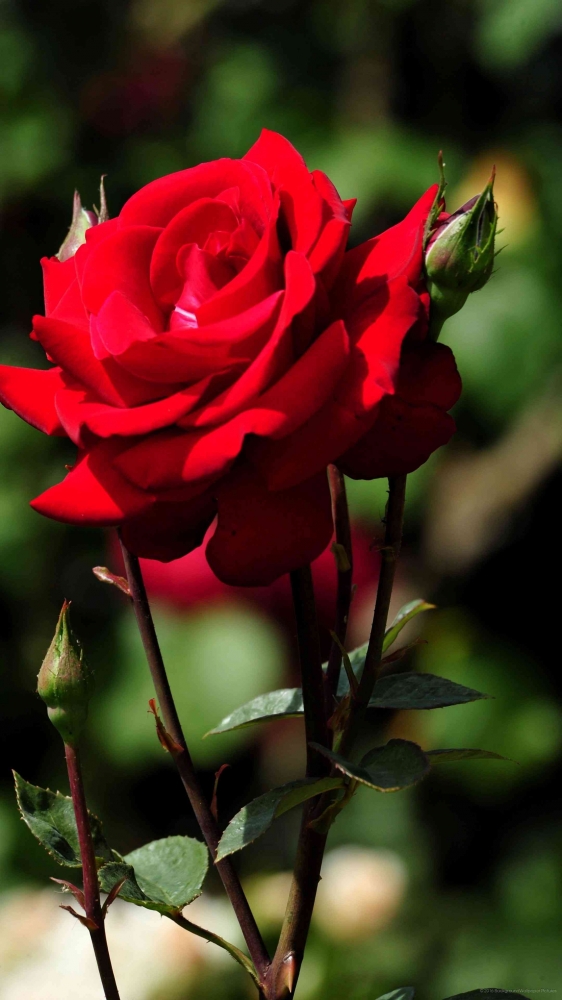 https://mobcup.net/wallpaper/beautiful-red-rose-flower-g25n8bgy/download