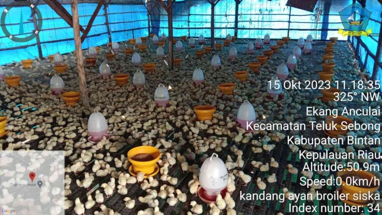 Ilustrasi peternakan unggas di Kabupaten Bintan, Provinsi Kepri (Dok. Pri)