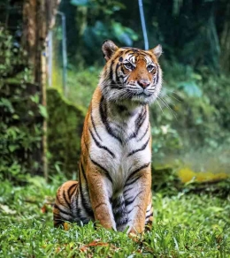 Harimau Sumatra hidup di pulau Sumatra (Dok. Pribadi)