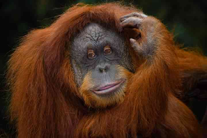 Orangutan hidup di hutan-hutan Sumatra (Dok. Pribadi)