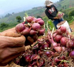 Produksi bawang merah  Kabupaten Sumenep. foto: kominfo jatim