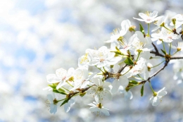 spring oleh photo mix