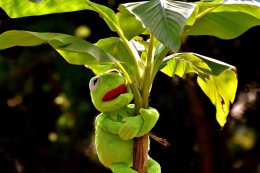 httpspixabay.comidphotosmenjengkelkan-kermit-katak-hijau-2285601