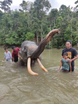 Gajah jinak di CRU Sampoiniet, Aceh Jaya, Aceh.