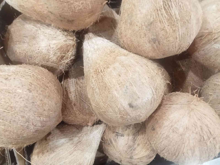 Kelapa tua untuk dijadikan minyak kelapa(dok pribadi)