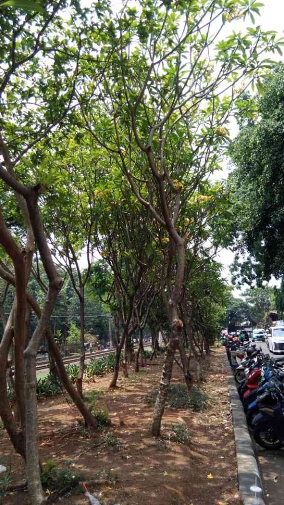 Beberapa kemasan bekas minuman di bawah pohon kamboja di samping rel kereta (dokpri)