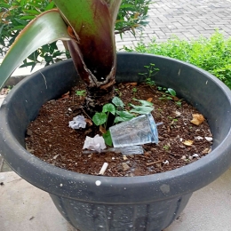 Sampah mengotori pot tanaman (dokumen pribadi)