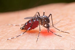 ilustrasi: Kementerian Kesehatan akan menggunakan teknologi wolbachia untuk menanggulangi kasus dengue. Wlobachia adalah teknologi yang menggunakan bakteri untuk melumpuhkan nyamuk aedes aegypti. (Sumber: SHUTTERSTOCK/Witsawat.S via kompas.com)