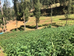 Foto Pertanian kentang Desa Ngadiwono | 6 November 2023 pukul 15:30 Desa Ngadiwono, Kecamatan Tosari.