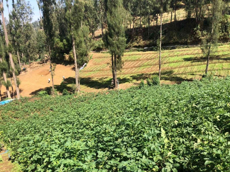 Foto Pertanian kentang Desa Ngadiwono | 6 November 2023 pukul 15:30 Desa Ngadiwono, Kecamatan Tosari.