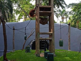 Kandang orangutan (dokumentasi pribadi).