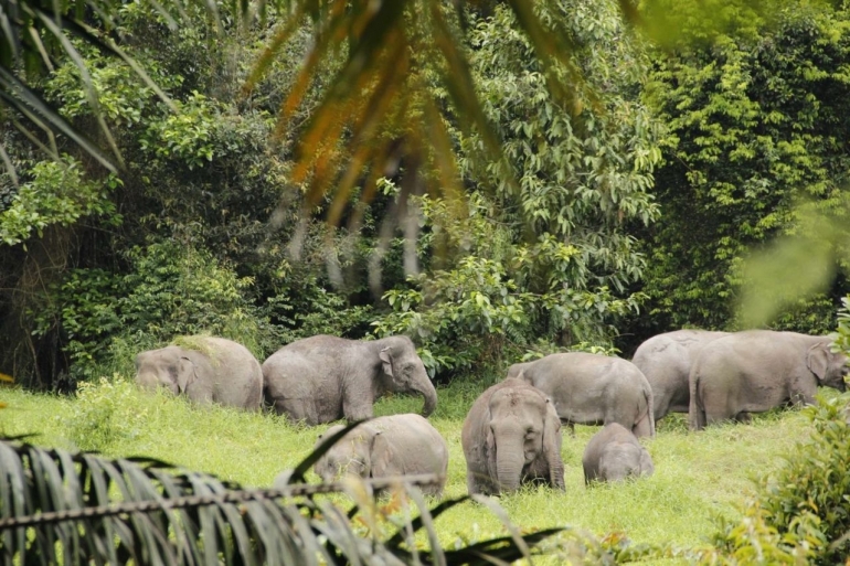 Sekumpulan gajah liar yang masih ditemukan di ekosistem Suaka Margsasatwa Balai Raja, Duri, Bengkalis Riau. Gajah-gajah itu mengembara dari kebun sawit ke kebun sawit warga yang merupakan lahan perambahan SM Balai Raja. Foto: KOMPAS/SYAHNAN RANGKUTI