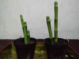 Tanaman bambu hoki milik penulis yang berumur 2 minggu sudah mulai tumbuh tunas (dokpri)