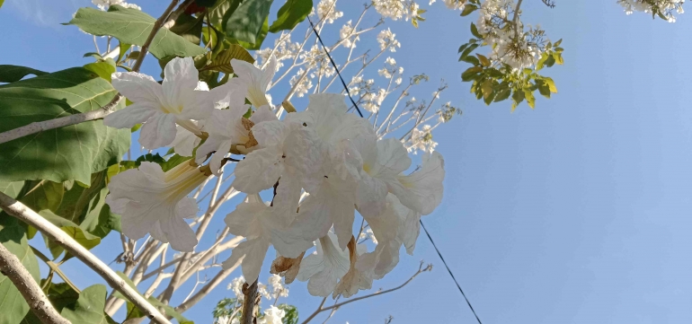 Bunga tabebuya, sumber: dokumentasi penulis