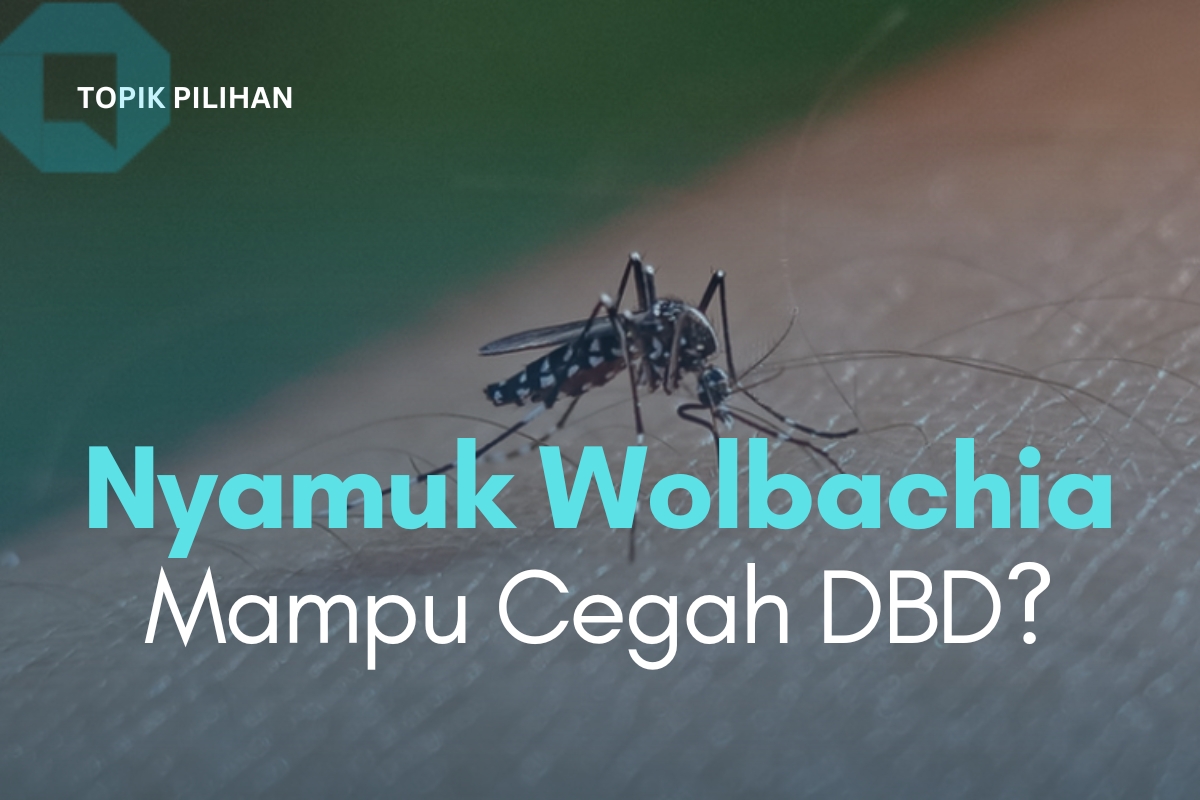 NYAMUK WOLBACHIA, INOVASI BARU YANG MAMPU CEGAH DBD? - Kompasiana.com