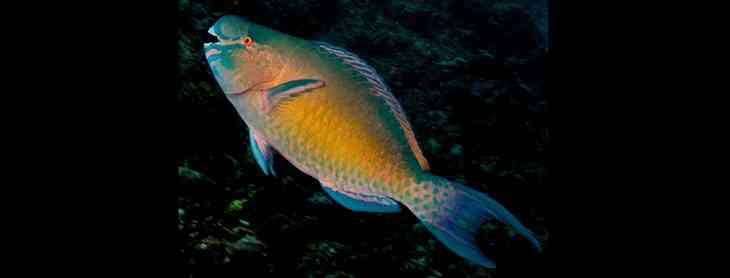 Ilustrasi ikan kakatua atau scaridae. (sumber: merahputih.com)