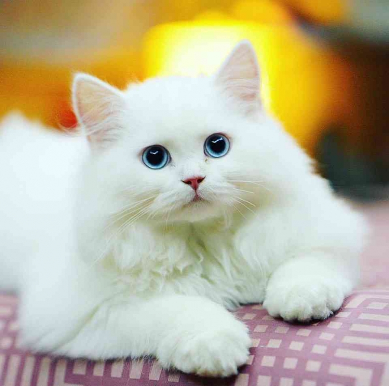 Kucing Well 4 Hal yang Perlu Dipertimbangkan Sebelum Memelihara Kucing Halaman 1 ...