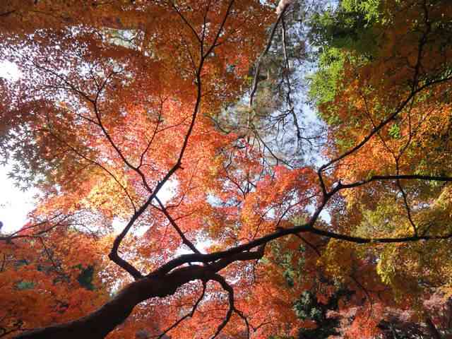 Autumn in Kyoto (dokpri)