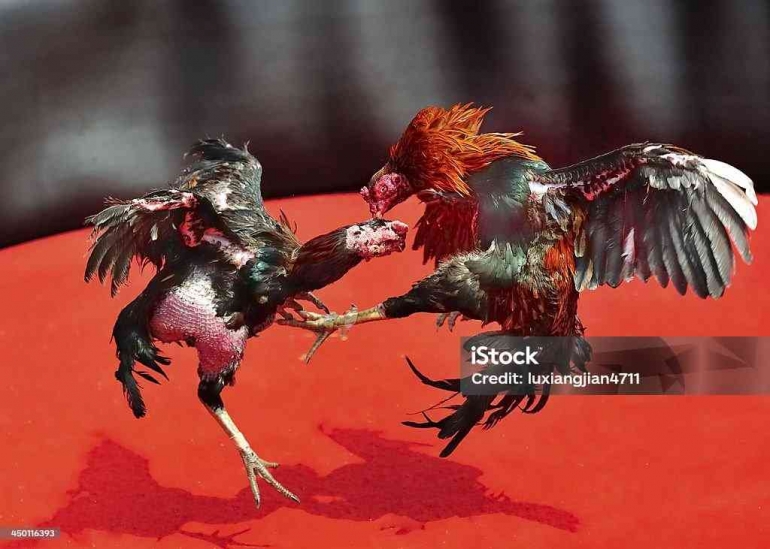 Sabung Sabung Ayam: Memelihara Tradisi dalam Bayang-bayang Etika Modern ...