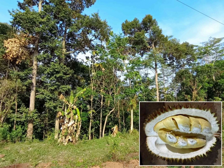 Pohon durian di kampung | foto: KRAISWAN
