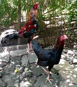 Ilustrasi sepasang ayam peliharaan. Gambar: dokumentasi Imanuel Lopis.
