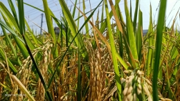 Panen padi meningkat, dapatkah mengentaskan kemiskinan petani? (Foto: Dokumentasi pribadi/Sri RD)