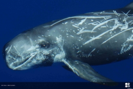 Sumber: Grampus griseus Mediterranean subpopulation (Risso’s Dolphin) (iucnredlist.org),