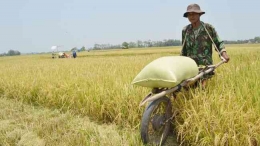 Ilustrasi petani sedang bekerja | dok. ANTARA FOTO/Siswo Widodo, dimuat cnnindonesia.com