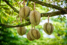 Bakal Buah Durian Yang Menempel di Pohon Durian  (Sumber: Shutterstock/sweetheart studio
