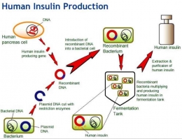 Alur produksi insulin rekombinan (sumber: edzion.com)
