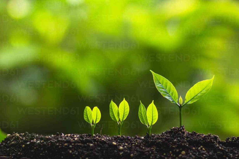 Plants