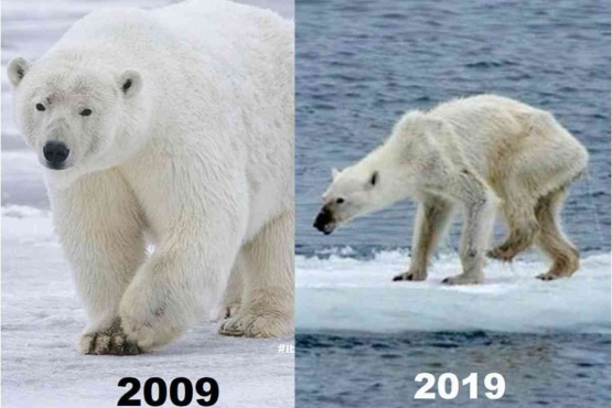 Polar bear comparison in 10 years.