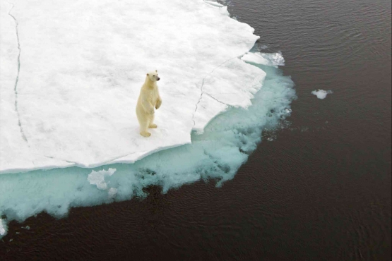 https://www.nytimes.com/2020/07/20/climate/polar-bear-extinction.html