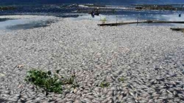 Kematian ratusan ton ikan budidaya jaring apung di Danau Toba tahun 2018 (Foto: via tirto.id)